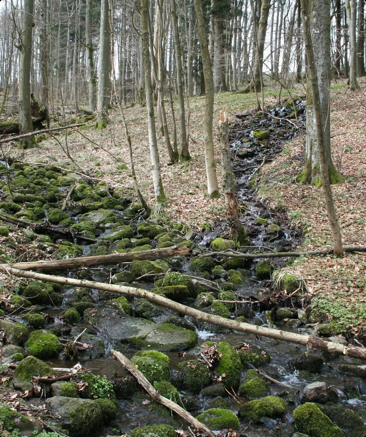 Quellbäche in der Kernzone Schwarzwald bei Wüstensachsen | © Stefan Zaenker