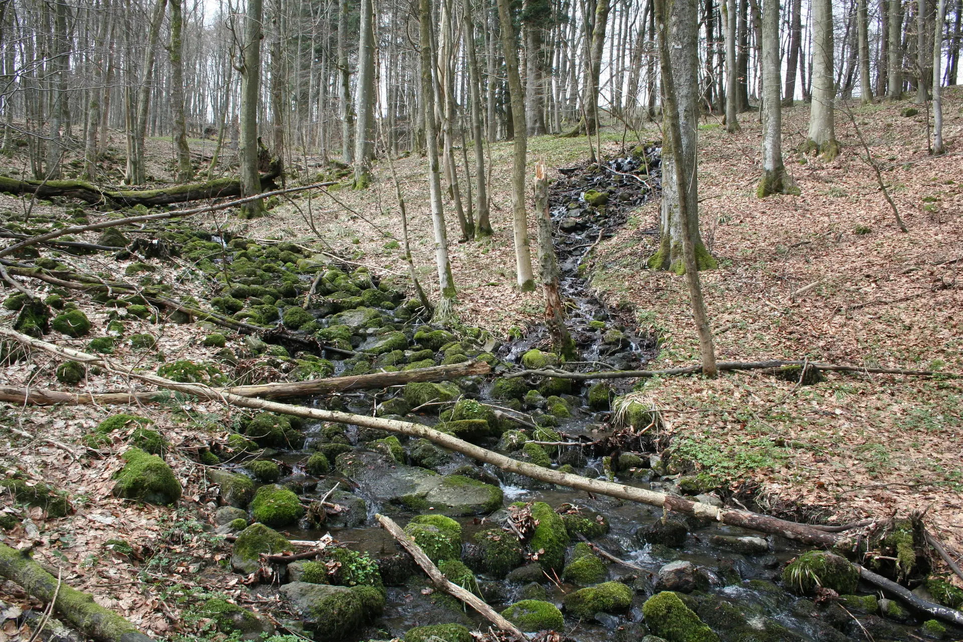 Quellbäche in der Kernzone Schwarzwald bei Wüstensachsen | © Stefan Zaenker