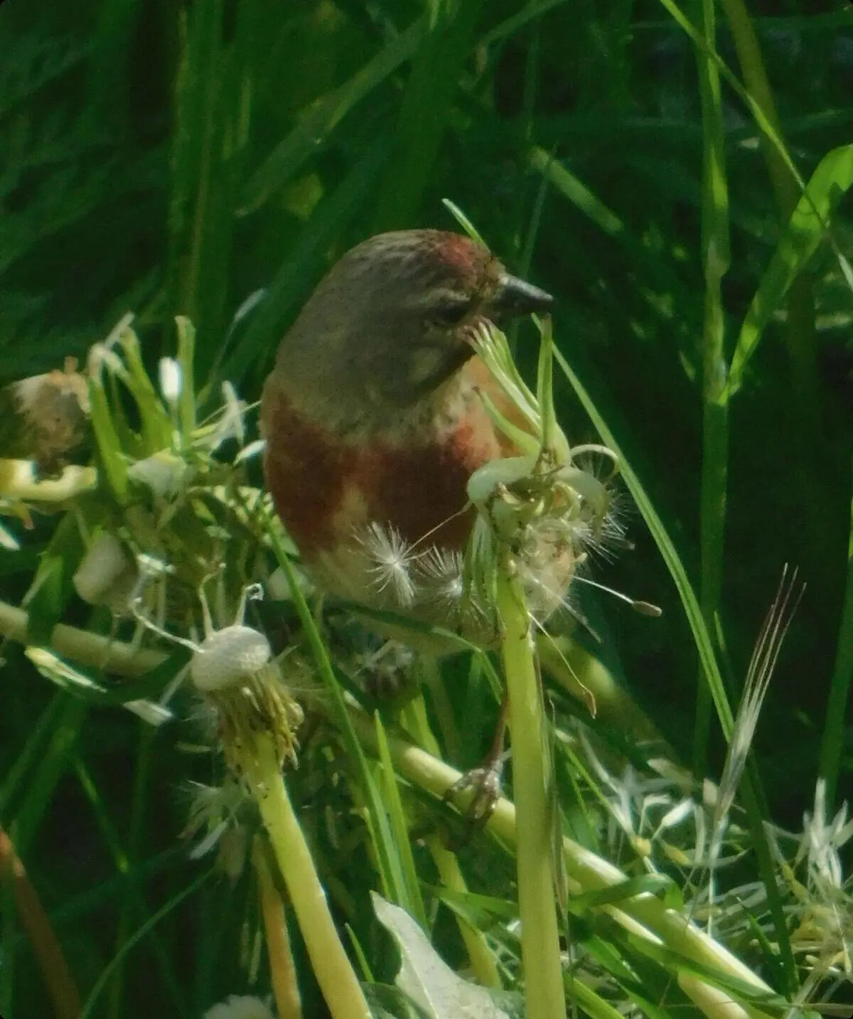 Bluthänfling | © Rüdiger Kunz