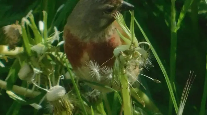 Bluthänfling | © Rüdiger Kunz