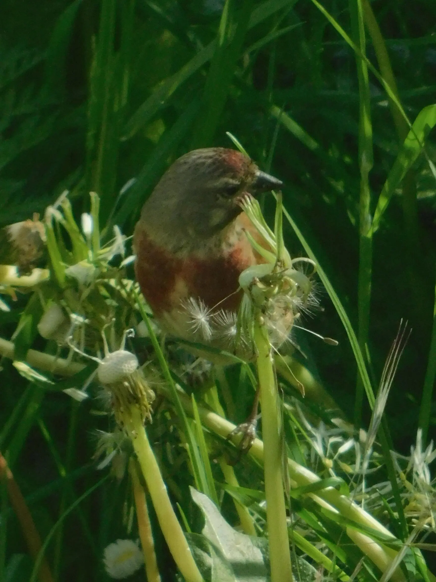 Bluthänfling | © Rüdiger Kunz
