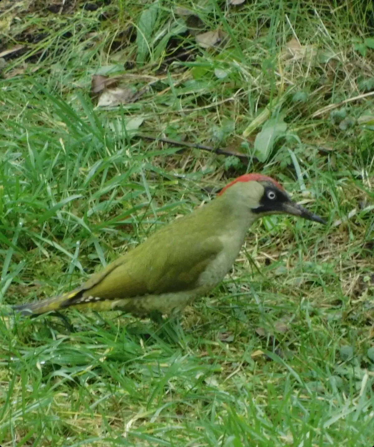 Grünspecht | © Rüdiger Kunz