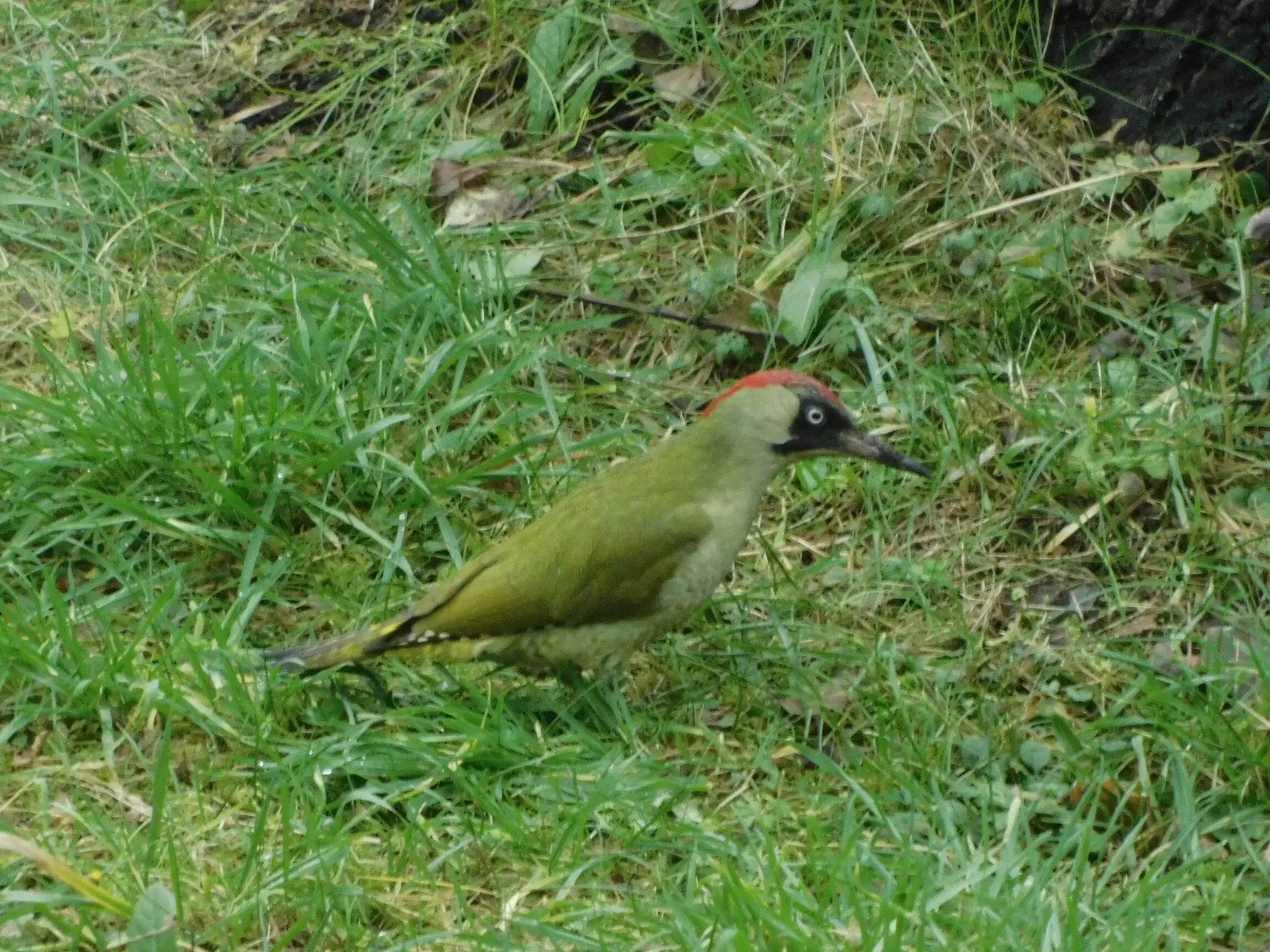 Grünspecht | © Rüdiger Kunz
