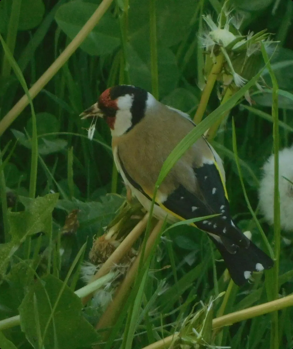 Stieglitz | © Rüdiger Kunz