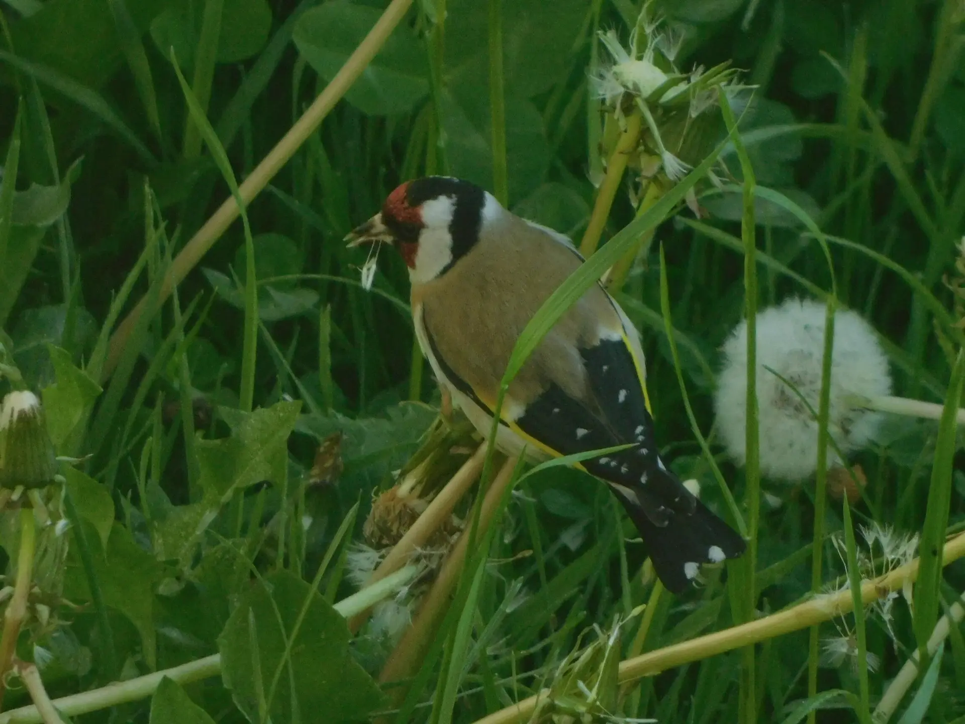 Stieglitz | © Rüdiger Kunz