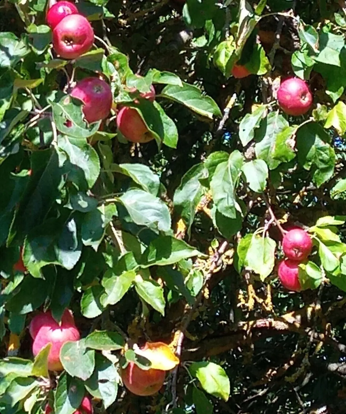 rote Äpfel hängen an Ästen umrahmt von grünen Blättern | © DAV Bad Hersfeld