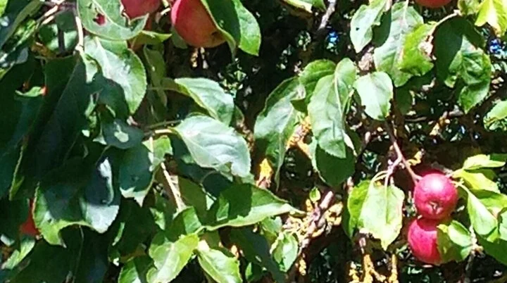 rote Äpfel hängen an Ästen umrahmt von grünen Blättern | © DAV Bad Hersfeld