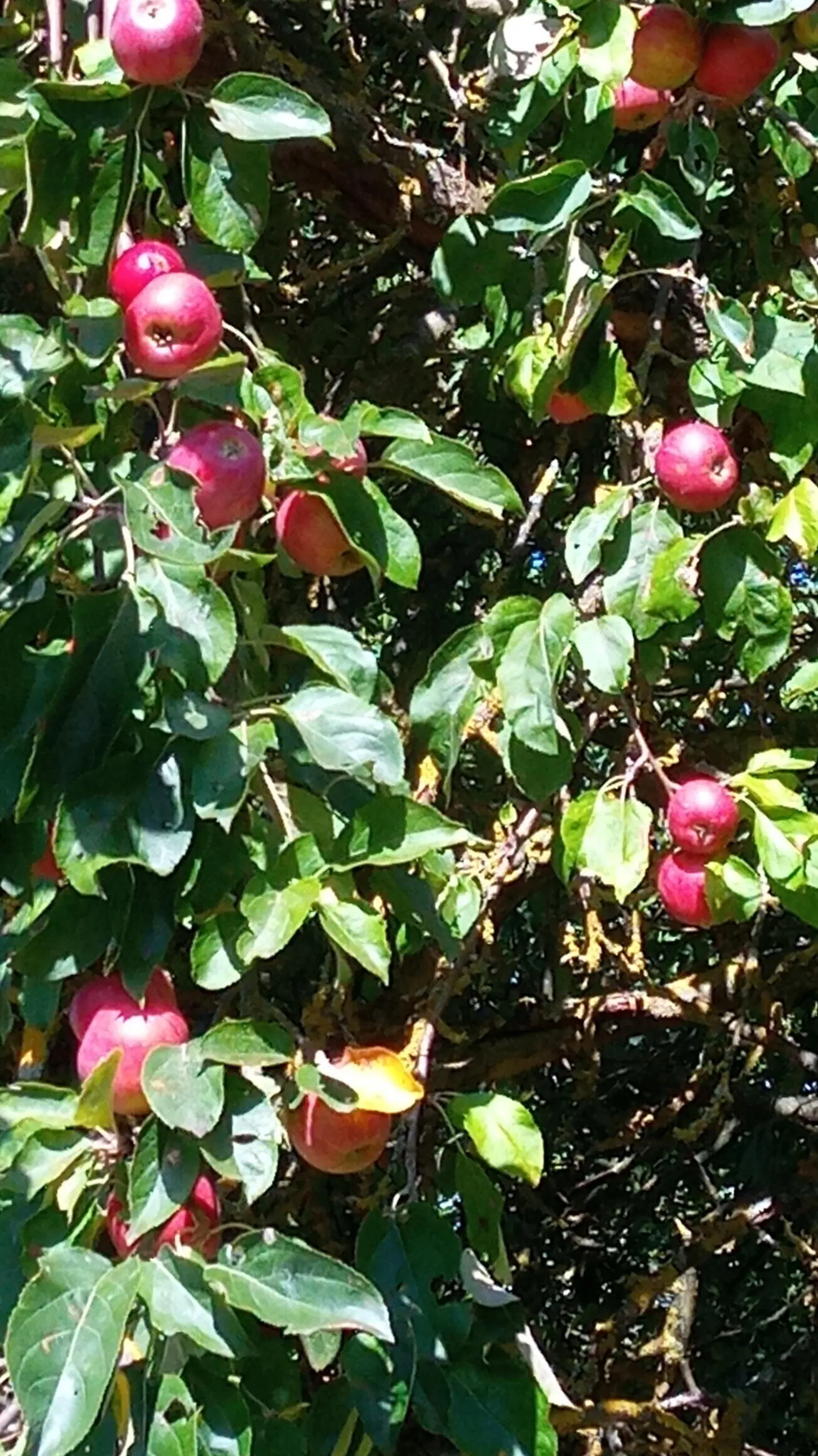 rote Äpfel hängen an Ästen umrahmt von grünen Blättern | © DAV Bad Hersfeld