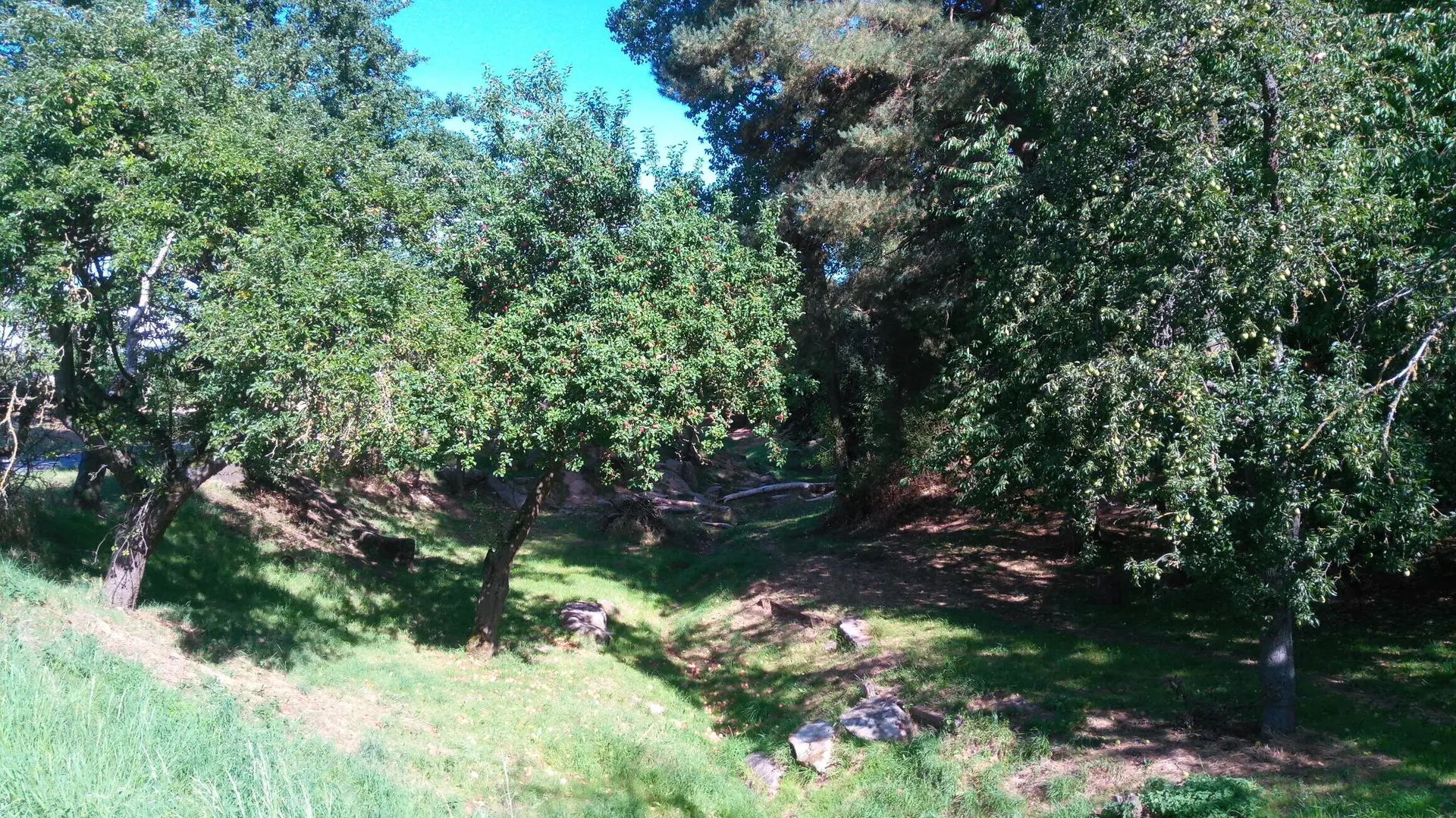 Apfelbäume auf einer Wiese | © DAV Bad Hersfeld