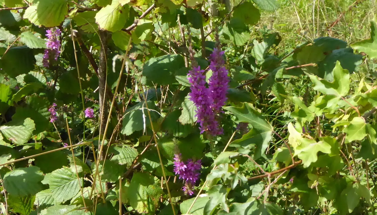 © DAV - Bad Hersfeld; U. Roller