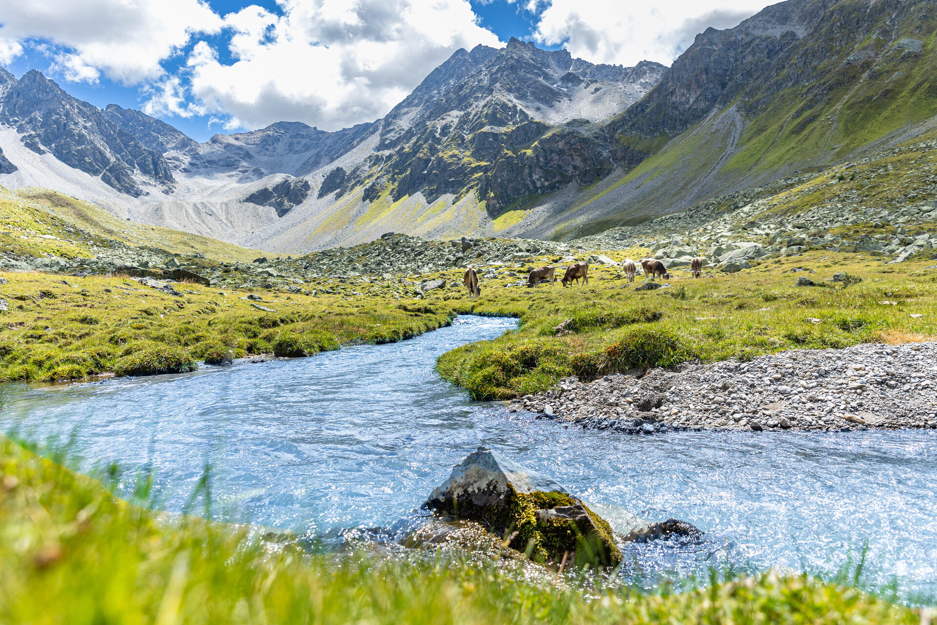 Platzertal | © DAV Blick in das grüne Platzertal im Sommer. Im Hintergrund grasen Kühe. | © DAV